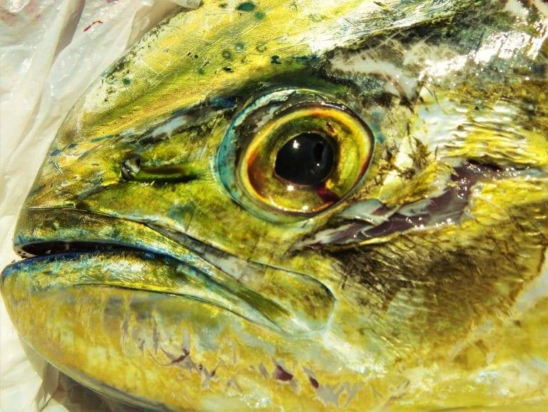 CuracaoFishing Mahi mahi