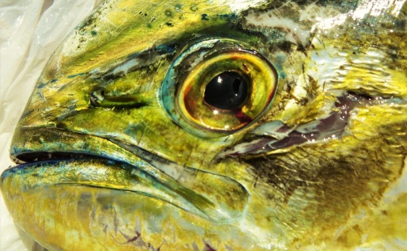 Prijzen en opties Big Game vis charter Curacao