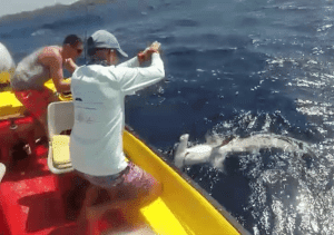 Best Curacao deep-sea fishing charter hamerhaai
