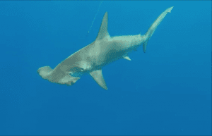 Best Curacao deep-sea fishing charter hammerhead shark