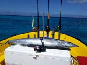 Deep-sea fishing charter Curacao tonijnen