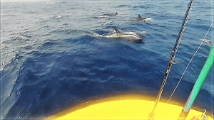 Beste Big Game Vis Charter Curacao 8